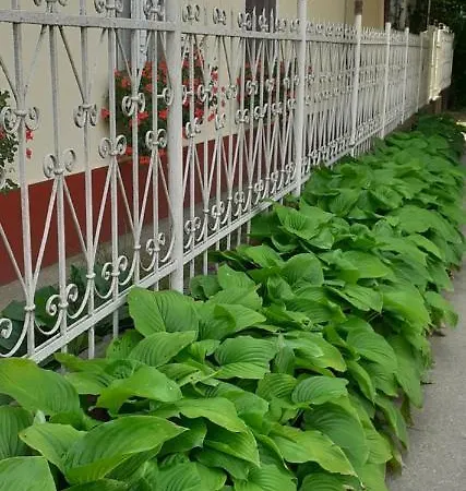 Marika Vendeghaz Homestay Abadszalok
